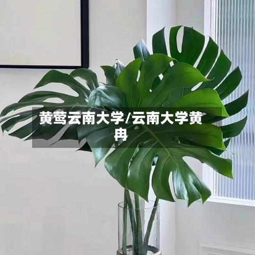 黄莺云南大学/云南大学黄冉-第1张图片