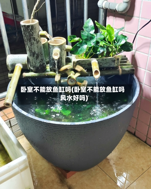 卧室不能放鱼缸吗(卧室不能放鱼缸吗风水好吗)-第1张图片
