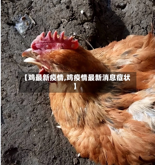 【鸡最新疫情,鸡疫情最新消息症状】-第2张图片