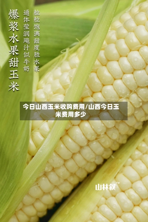 今日山西玉米收购费用/山西今日玉米费用多少-第3张图片