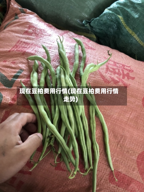 现在豆柏费用行情(现在豆柏费用行情走势)-第1张图片