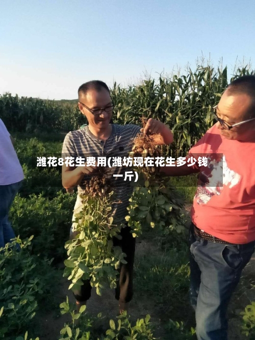 潍花8花生费用(潍坊现在花生多少钱一斤)-第1张图片