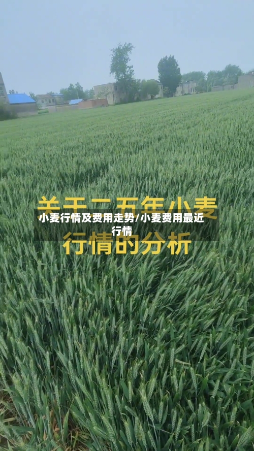 小麦行情及费用走势/小麦费用最近行情-第2张图片